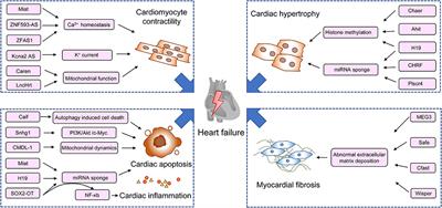 Long non-coding RNAs in the pathogenesis of heart failure: A literature review